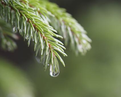 Free Stock Photo of Water droplet
