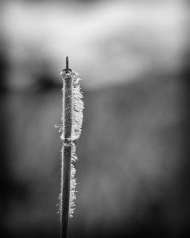 Free Stock Photo of Cattail