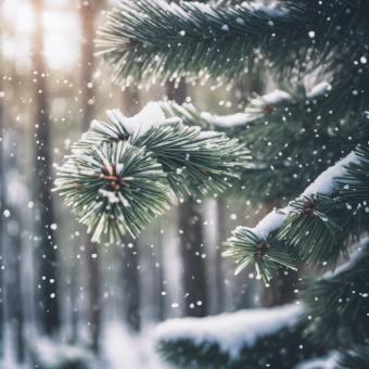 Free Stock Photo of Snow Fell on the Pine Trees for Winter Background