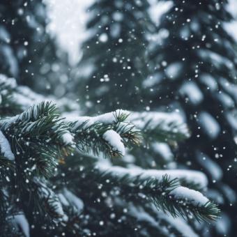 Free Stock Photo of Snow Fell on the Pine Trees for Winter Background