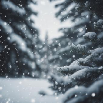 Free Stock Photo of Snow Fell on the Pine Trees for Winter Background