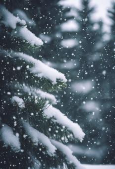 Free Stock Photo of Snow Fell on the Pine Trees for Winter Background