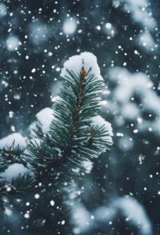 Free Stock Photo of Snow Fell on the Pine Trees for Winter Background