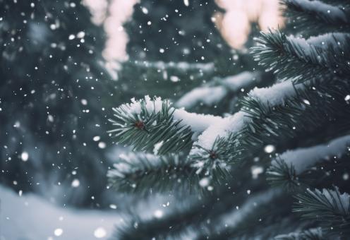 Free Stock Photo of Snow Fell on the Pine Trees for Winter Background