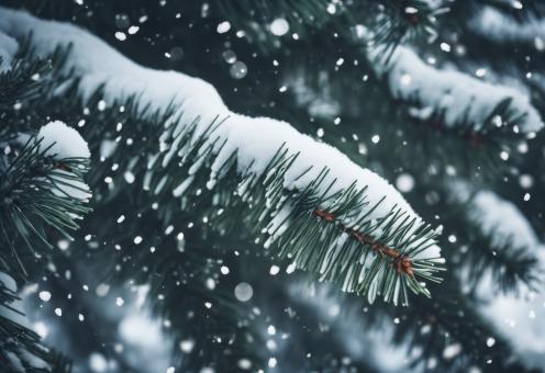 Free Stock Photo of Snow Fell on the Pine Trees for Winter Background