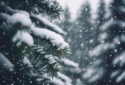 Free Stock Photo of Snow Fell on the Pine Trees for Winter Background