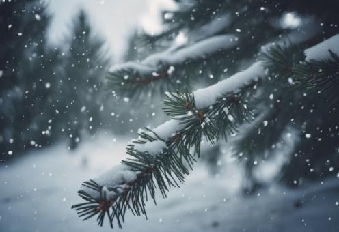 Free Stock Photo of Snow Fell on the Pine Trees for Winter Background