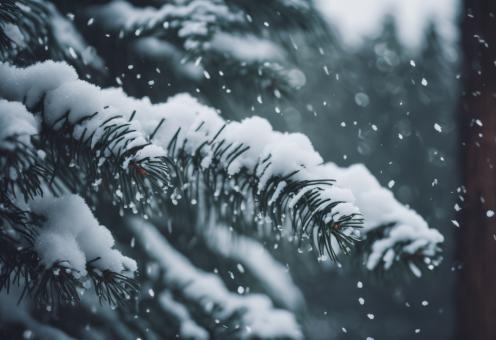 Free Stock Photo of Snow Fell on the Pine Trees for Winter Background