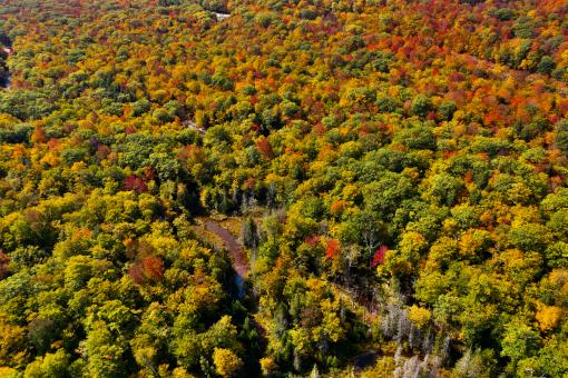 Free Stock Photo of Autumn foliage aerial