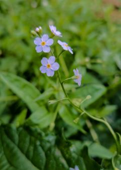 Free Stock Photo of Puple Wildflower