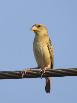 Free Stock Photo of Baya weaver