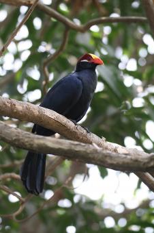 Free Stock Photo of Violet turaco
