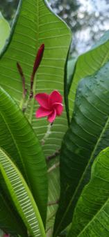 Free Stock Photo of Delicate red flower