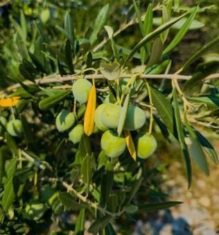 Free Stock Photo of Green olives
