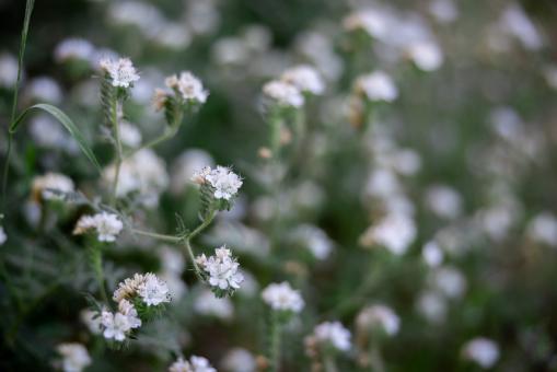 Free Stock Photo of White wild flowers