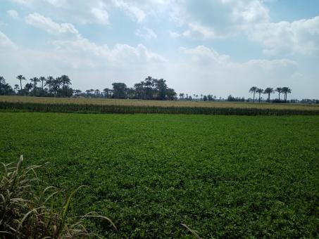 Free Stock Photo of Landscape in green fields