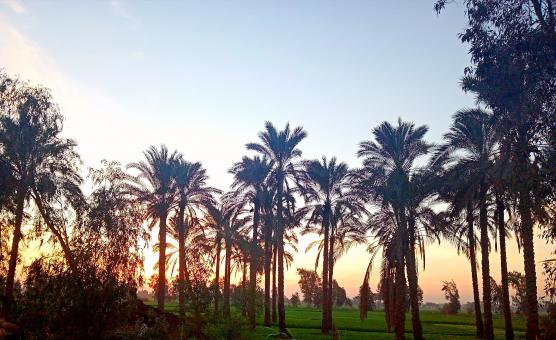 Free Stock Photo of Sunset palm trees