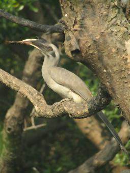 Free Stock Photo of Indian Grey Hornbill
