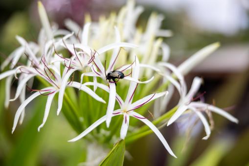 Free Stock Photo of Bee and wildflower