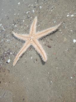 Free Stock Photo of Starfish