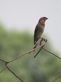 Free Stock Photo of Sally Breasted Munia