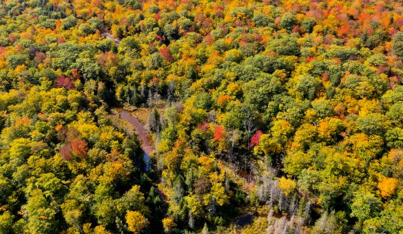 Free Stock Photo of Fall forest aerial