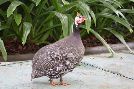 Free Stock Photo of Helmeted Guinea Fowl