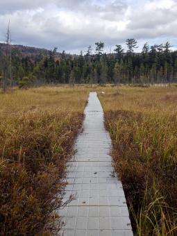 Free Stock Photo of Walking path nature