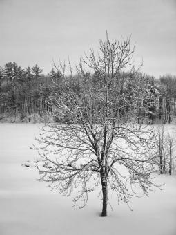 Free Stock Photo of Tree after snowfall