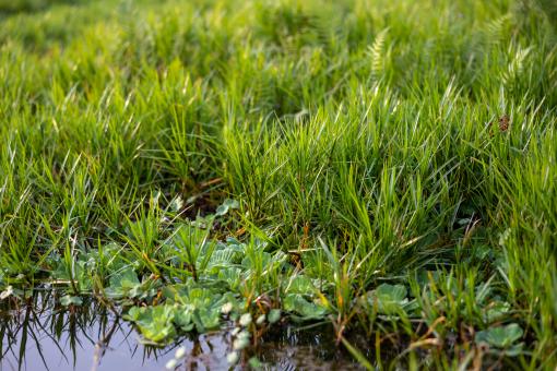 Free Stock Photo of Tall green grass