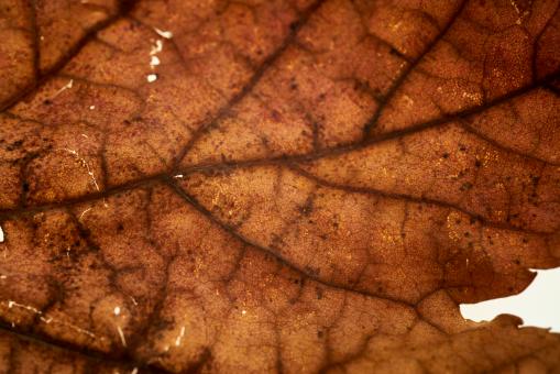 Free Stock Photo of Macro Fall Leaf