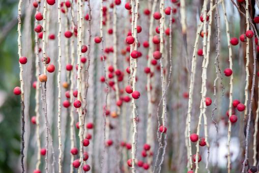 Free Stock Photo of Red berries