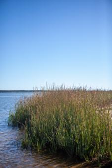 Free Stock Photo of Tall coastal grass