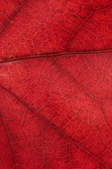 Free Stock Photo of Macro Fall Leaf