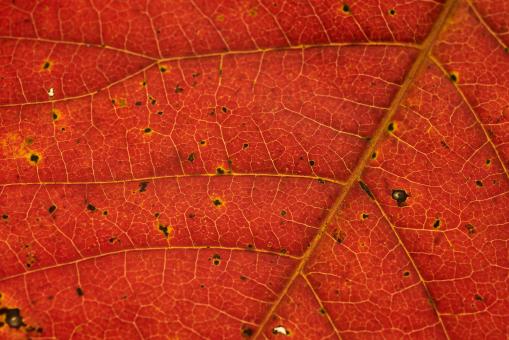 Free Stock Photo of Autumn Leaf