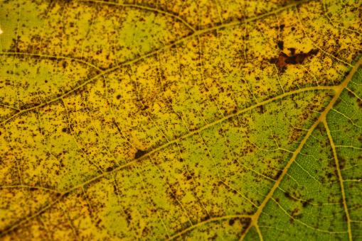Free Stock Photo of Macro Leaf Texture