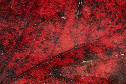 Free Stock Photo of Fall leaf texture