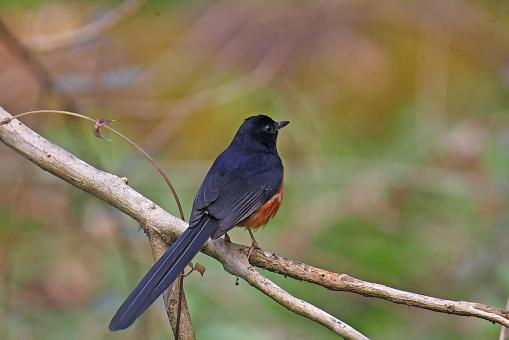 Free Stock Photo of white rump shama