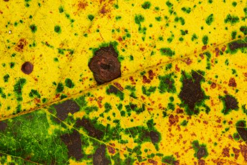 Free Stock Photo of Autumn leaf texture