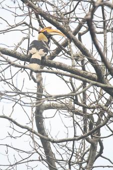 Free Stock Photo of Great Hornbill