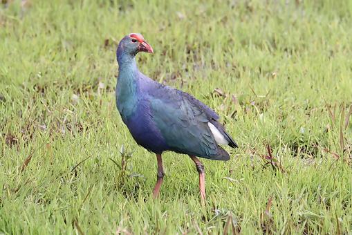 Free Stock Photo of Purple Swamphen