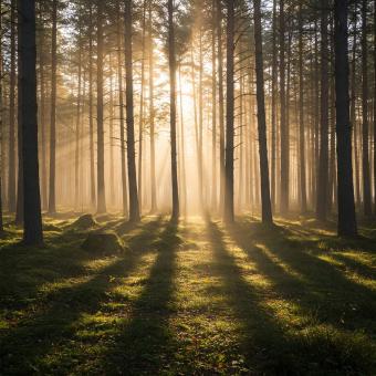 Free Stock Photo of Breathtaking Natural Landscape with Sun Shining Through Trees
