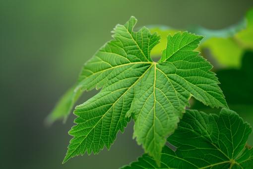 Free Stock Photo of Fresh Maple Leaves