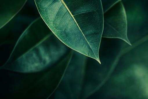 Free Stock Photo of Dark Green Foliage