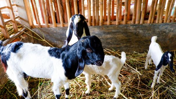 Free Stock Photo of A photo of a goat in a pen