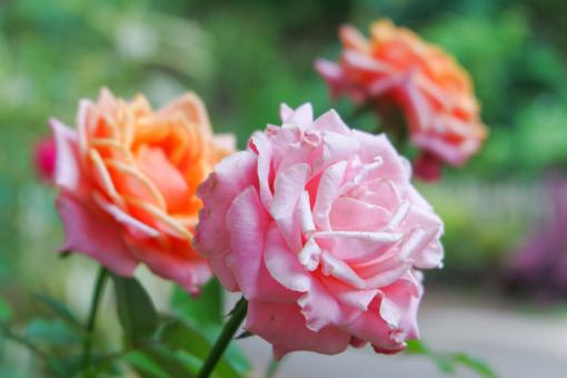 Free Stock Photo of A close-up photo of roses