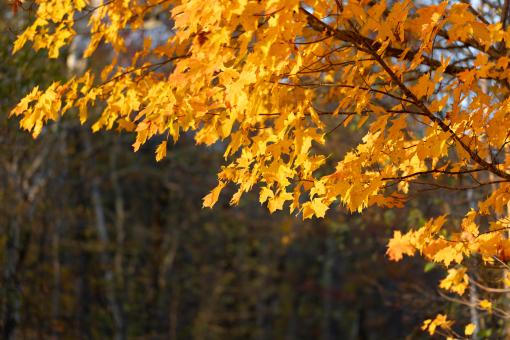 Free Stock Photo of Autumn Tree