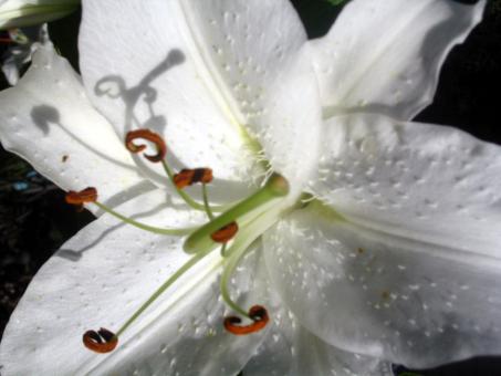 Flower Explosion - Free Stock Photo