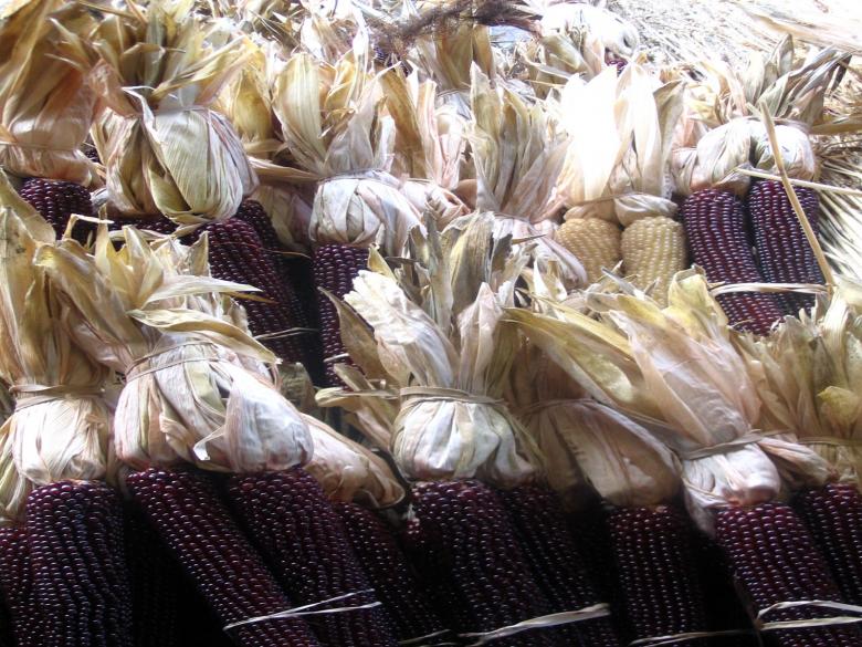 Free stock image of Corn Squared created by dawn c. thomas