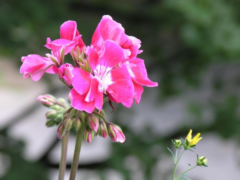 Free stock image of Geranium created by christian steiniger